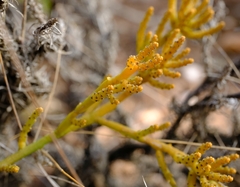 Thesium flexuosum