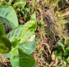 Catapaecilma major