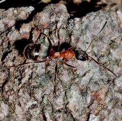 Formica rufibarbis