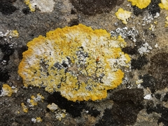 Variospora flavescens