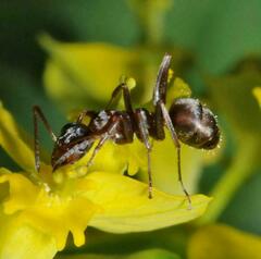 Formica rufibarbis