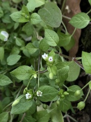 Stellaria media