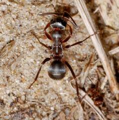 Formica rufibarbis