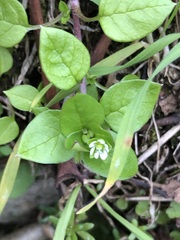 Stellaria media