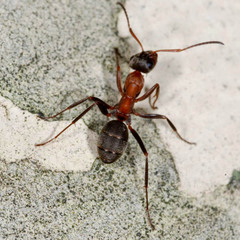 Formica rufibarbis