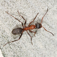 Formica rufibarbis