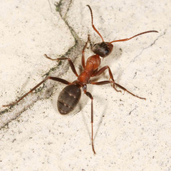 Formica rufibarbis