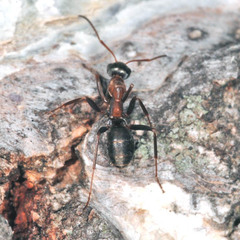 Formica rufibarbis