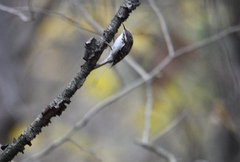 Certhia brachydactyla