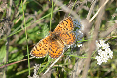 Melitaea trivia