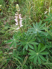 Lupinus polyphyllus