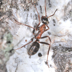 Formica rufibarbis