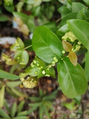 Eugeniamyia dispar
