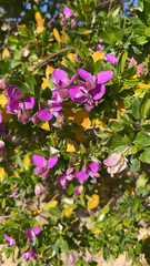 Polygala myrtifolia