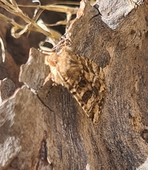 Heliothis punctifera