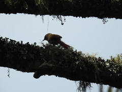 Cranioleuca obsoleta