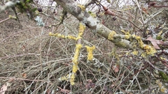 Xanthoria parietina