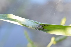 Larinioides suspicax