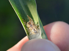 Larinioides suspicax
