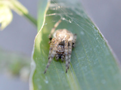 Larinioides suspicax