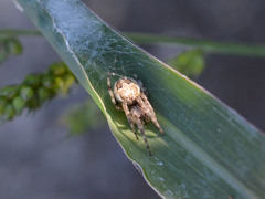 Larinioides suspicax