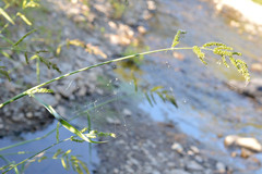 Larinioides suspicax