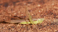 Conocephalus upoluensis