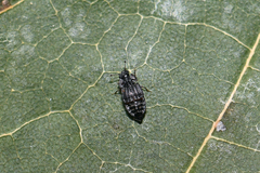 Micropeplus