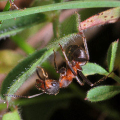 Formica pratensis