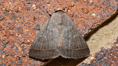 Pantydia capistrata