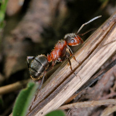 Formica pratensis