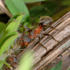 Formica pratensis