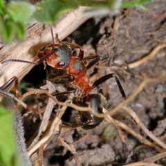 Formica pratensis