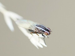 Poecilohetaerus aquilus