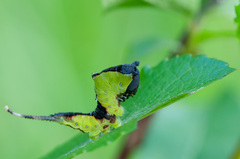 Cerura