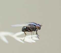 Poecilohetaerus aquilus