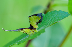 Cerura