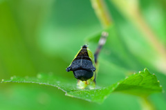 Cerura