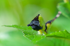 Cerura