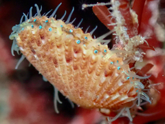 Aequipecten opercularis