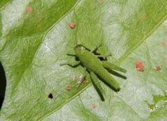 Acanthacris ruficornis