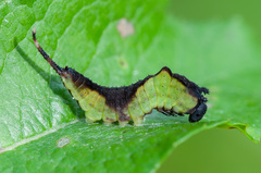 Cerura