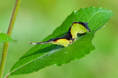Cerura