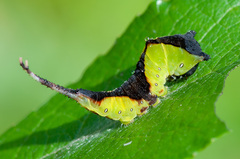 Cerura