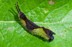 Cerura