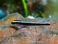 Elacatinus cayman