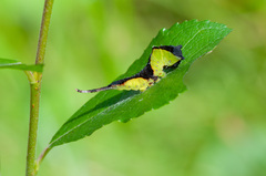 Cerura