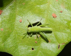 Acanthacris ruficornis