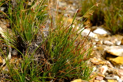 Ficinia overbergensis