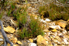 Ficinia overbergensis